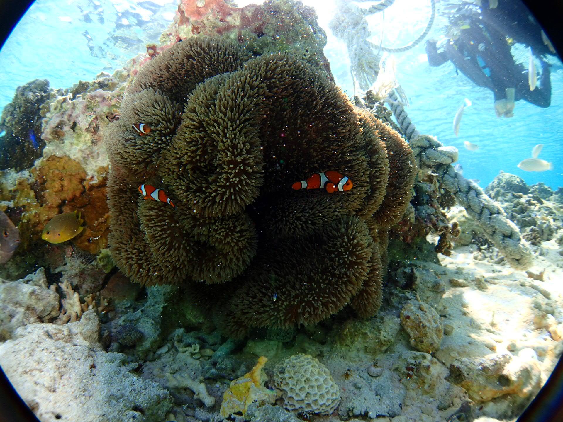 沖繩青之洞窟潛水．My Diving，深潛、浮潛、美人魚體驗，海邊玩翻天！