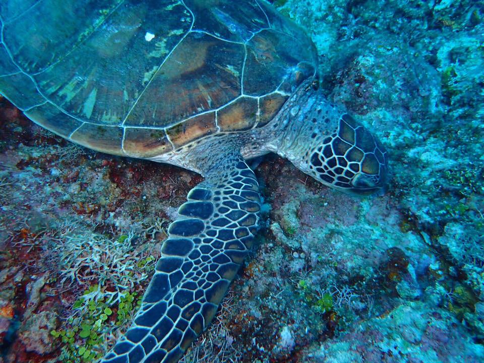 沖繩青之洞窟潛水．My Diving，深潛、浮潛、美人魚體驗，海邊玩翻天！