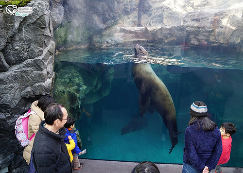 福島水族館（環境水族館）アクアマリンふくしま（Aquamarine Fukushima ）  @愛吃鬼芸芸