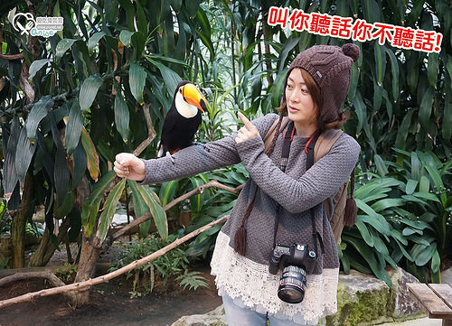 島根旅遊．松江貓頭鷹花園，好多鳥兒玩瘋啦！ @愛吃鬼芸芸