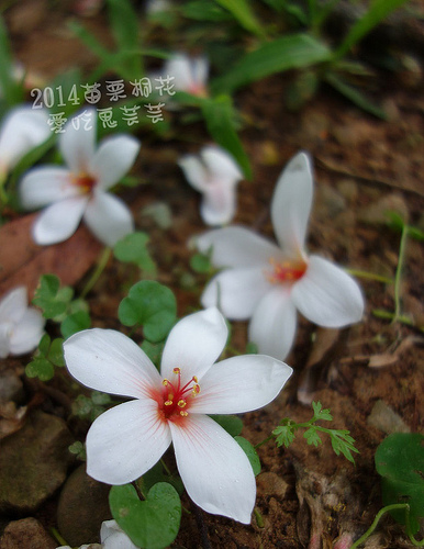 2014苗栗油桐花(4.22花況) 圖超多 @愛吃鬼芸芸