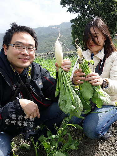 台東鹿野．品茗、拔蘿蔔、摘草莓@立榮假期 看見農遊新樂園 @愛吃鬼芸芸