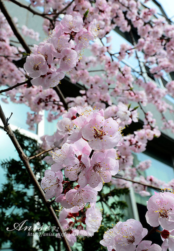 2013汝矣島櫻花～賞櫻只賞到花苞！(拍攝日期：2013.4.4) @愛吃鬼芸芸