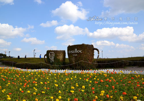 濟州島景點．o&#8217;sulloc 雪綠茶博物館、無人五月花良心咖啡館 @愛吃鬼芸芸