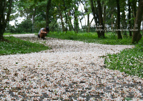 2011油桐花季 &#8211; 三義秘密小徑 (下) &#8211; 苗51-1、峰州→久松、四月雪小徑→五月雪小徑(5/6) @愛吃鬼芸芸