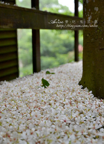 2011油桐花季 &#8211; 三義秘密小徑 (上) &#8211; 雙峰山、福田瓦舍、峰綠溪 (5/6) @愛吃鬼芸芸