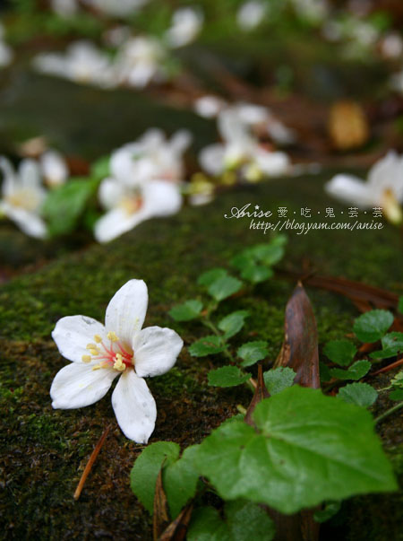 2011油桐花季-油桐花步道 @ 山行玫瑰 (5/5) @愛吃鬼芸芸