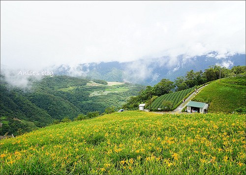 2016太麻里金針山_021