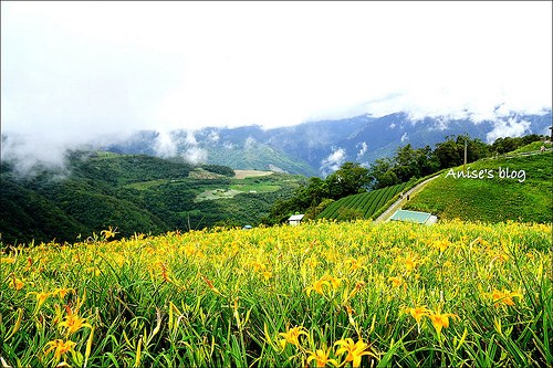 2016太麻里金針山_022