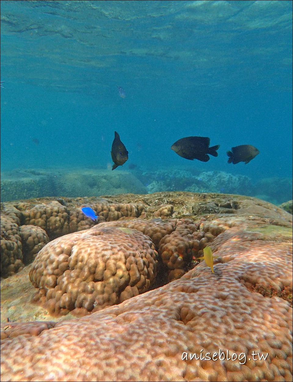 沖繩青之洞窟潛水．My Diving，深潛、浮潛、美人魚體驗，海邊玩翻天！