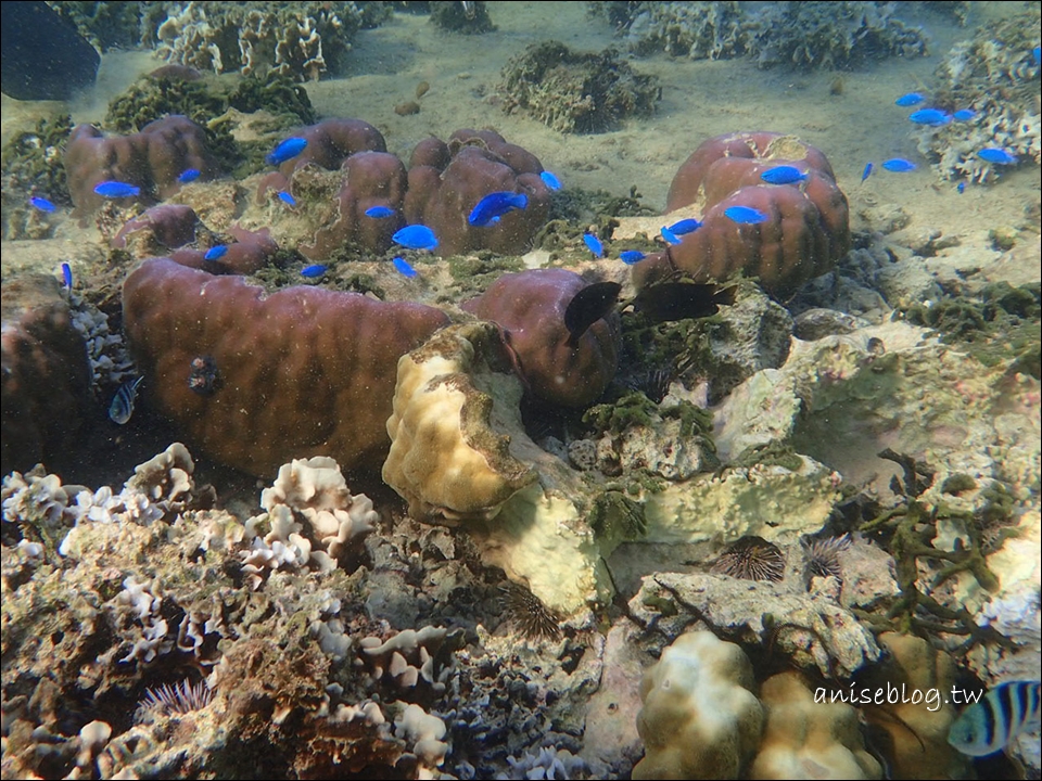 沖繩青之洞窟潛水．My Diving，深潛、浮潛、美人魚體驗，海邊玩翻天！