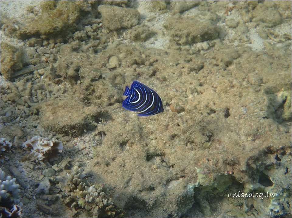 沖繩青之洞窟潛水．My Diving，深潛、浮潛、美人魚體驗，海邊玩翻天！