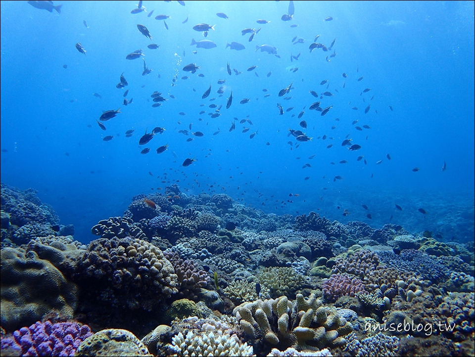 沖繩青之洞窟潛水．My Diving，深潛、浮潛、美人魚體驗，海邊玩翻天！