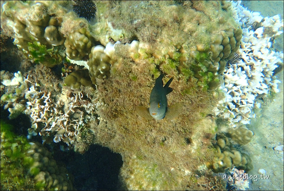 沖繩青之洞窟潛水．My Diving，深潛、浮潛、美人魚體驗，海邊玩翻天！