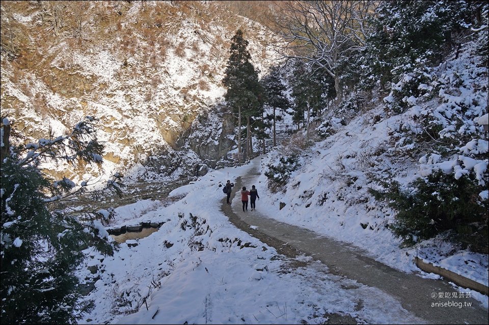 地獄谷野猿公苑雪猴一日遊( 東京↔長野 )，再訪終於看到猴子泡湯啦！