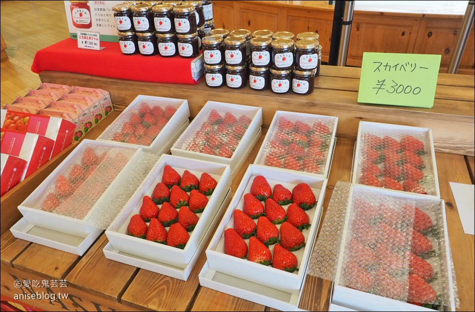 【鑽石之路】栃木縣草莓吃到飽(菓子城堡摘草莓)，半小時日幣1,800夭壽划算！