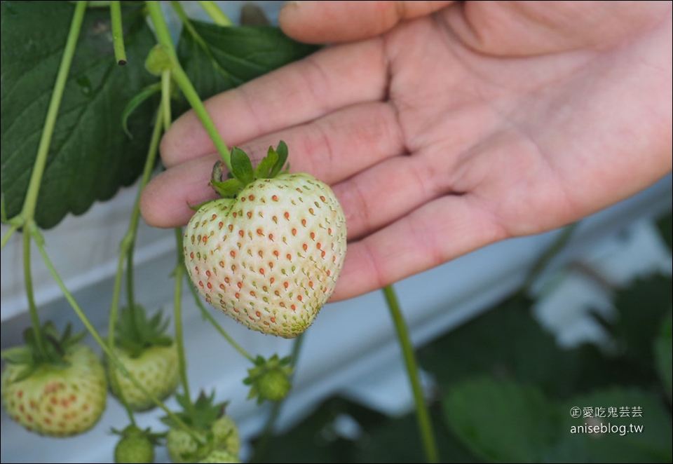 【鑽石之路】白草莓、桃子草莓、茨城草莓45分鐘吃到飽(大洗ベリーズ Oarai Berry’s) + 明太子工廠好好買