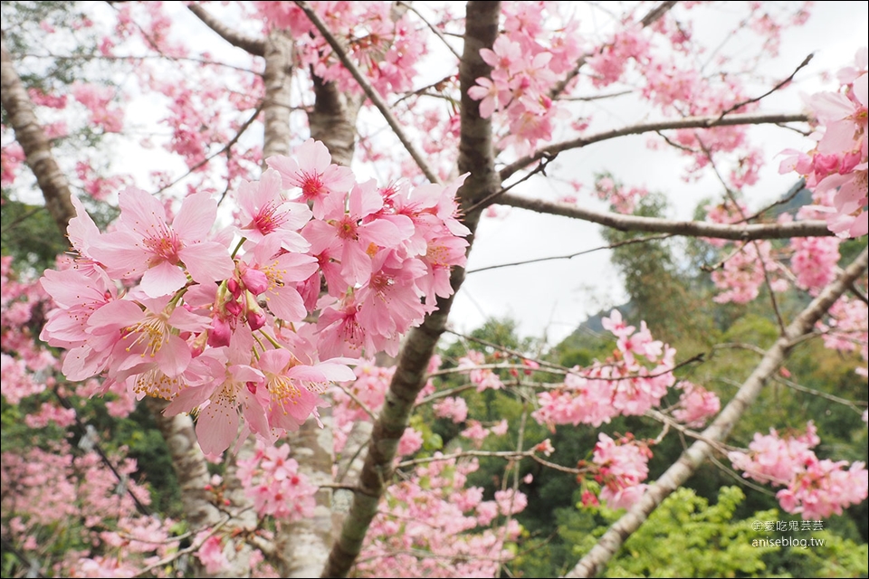 阿里山春櫻