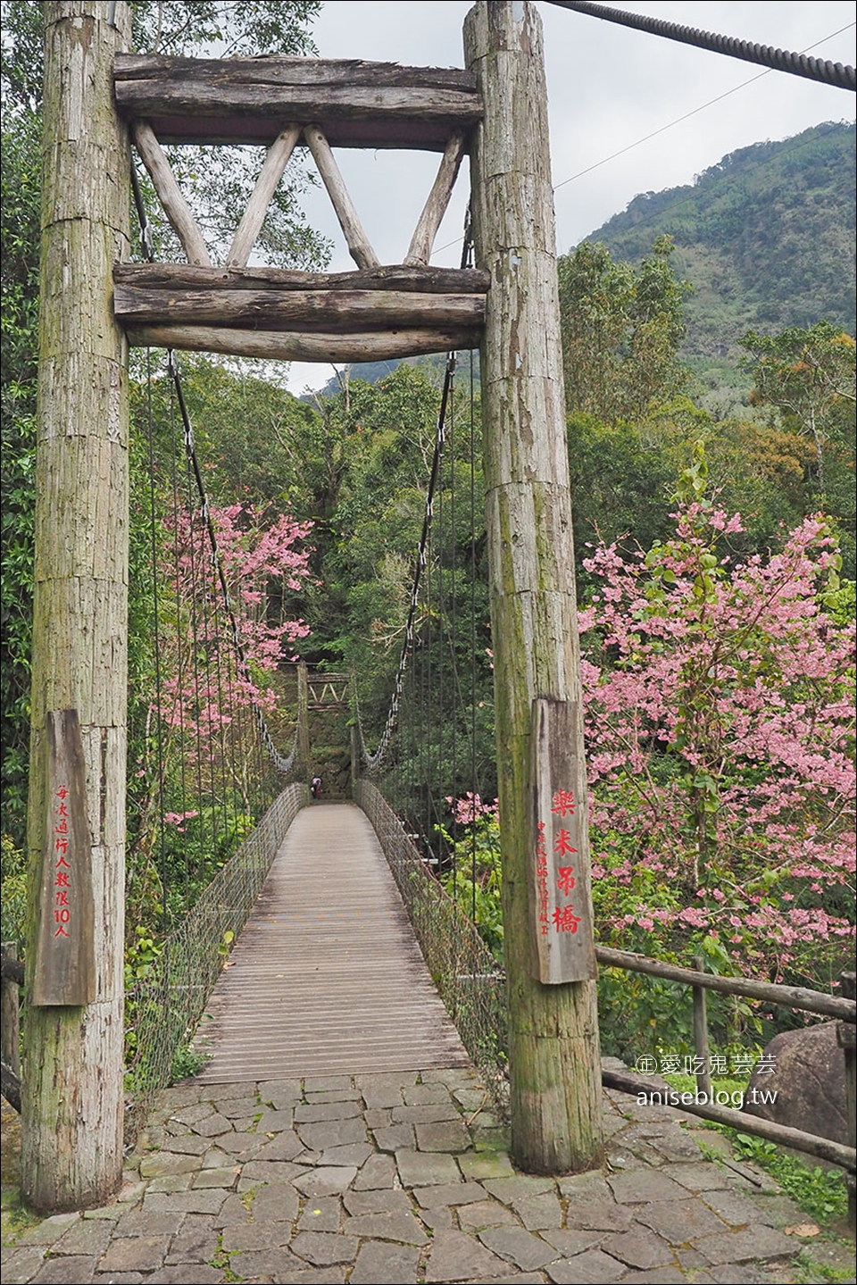 阿里山春櫻 | 迷糊步道、和平餐飲店