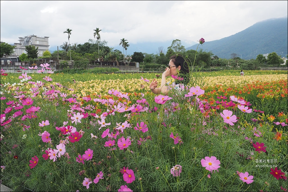 花蓮吉安 | 嘉德萱草花田 (4-6月) ，平地的彩色金針花