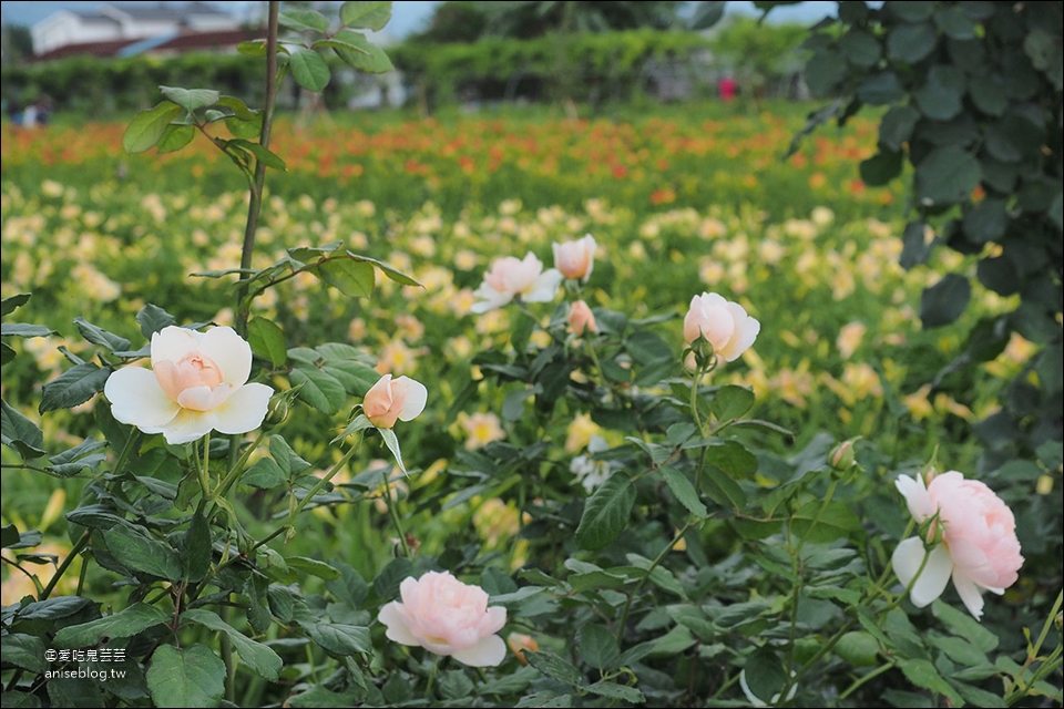 花蓮吉安 | 嘉德萱草花田 (4-6月) ，平地的彩色金針花