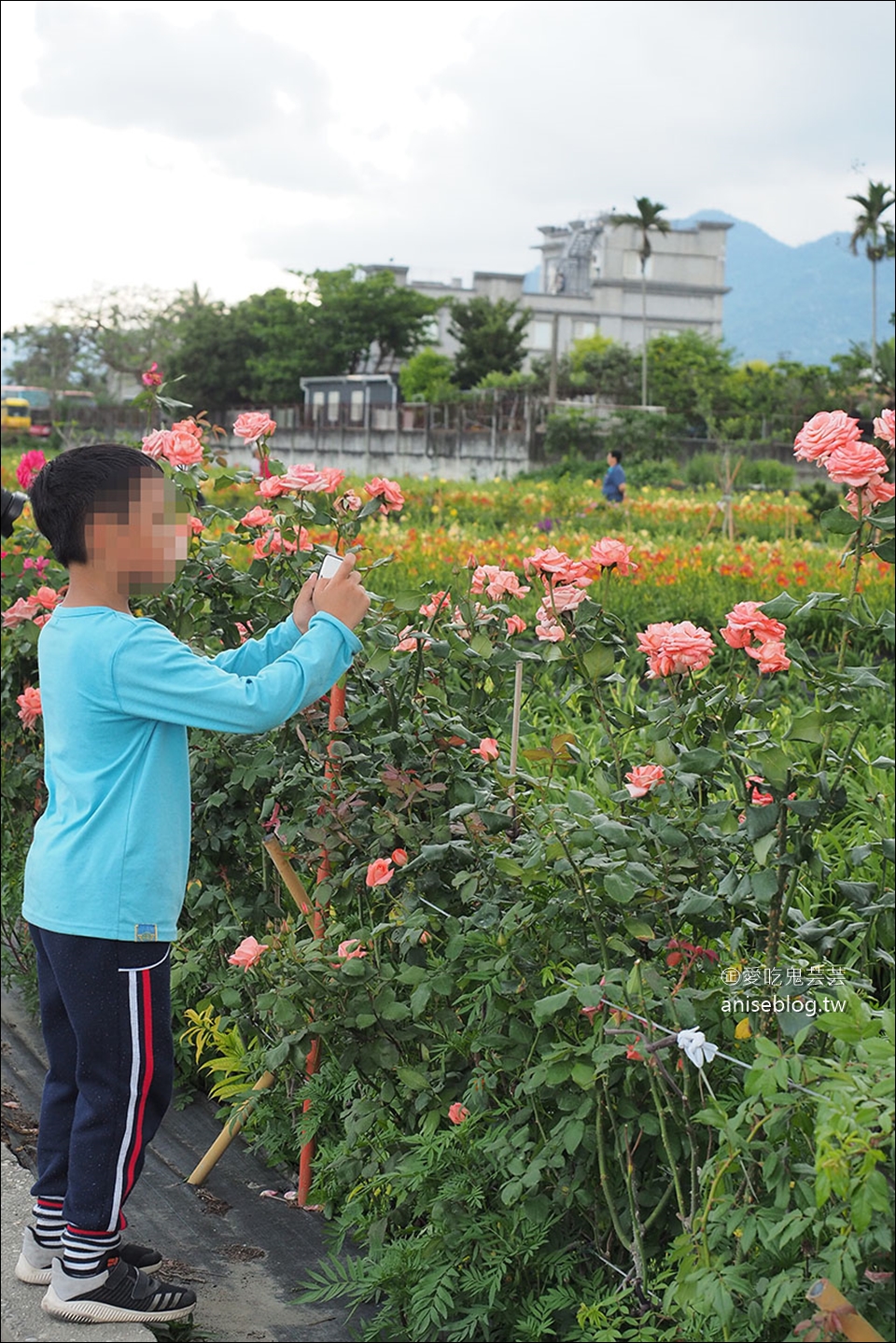 花蓮吉安 | 嘉德萱草花田 (4-6月) ，平地的彩色金針花