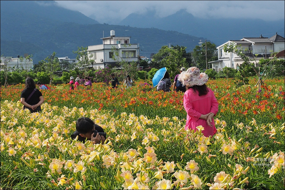 花蓮吉安 | 嘉德萱草花田 (4-6月) ，平地的彩色金針花