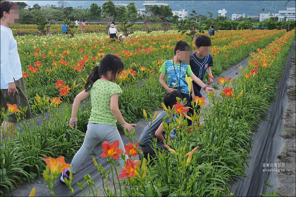 花蓮吉安 | 嘉德萱草花田 (4-6月) ，平地的彩色金針花