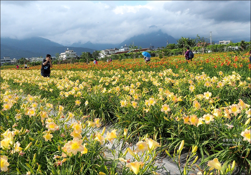 花蓮吉安 | 嘉德萱草花田 (4-6月) ，平地的彩色金針花