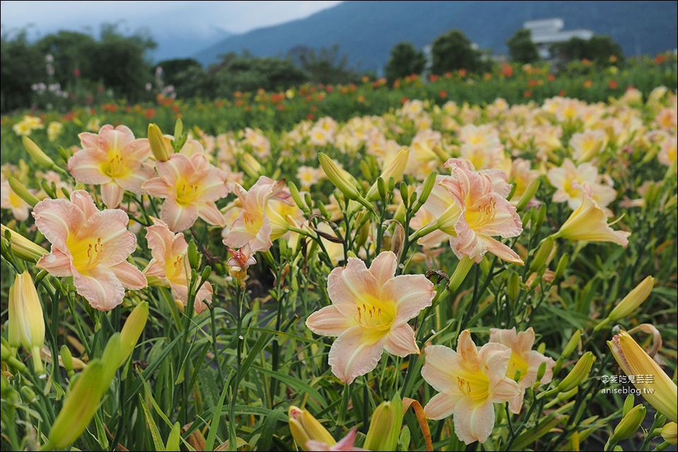 花蓮吉安 | 嘉德萱草花田 (4-6月) ，平地的彩色金針花