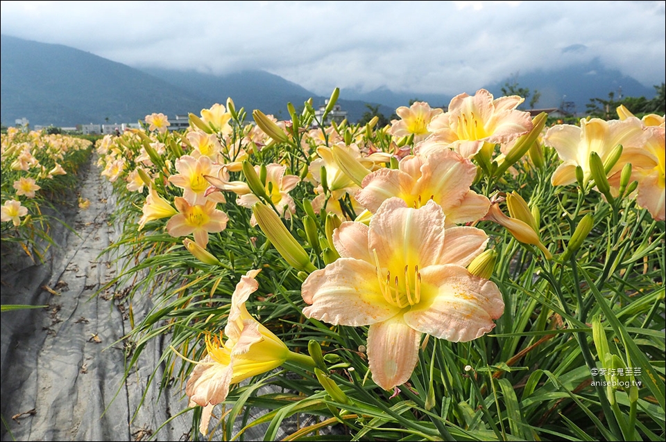 花蓮吉安 | 嘉德萱草花田 (4-6月) ，平地的彩色金針花