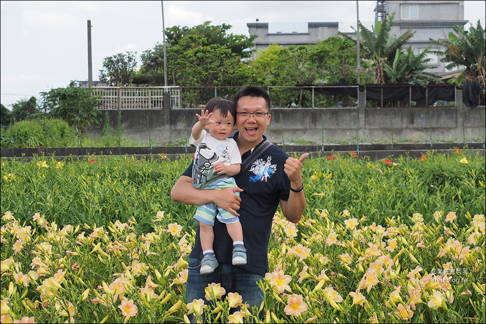 花蓮吉安 | 嘉德萱草花田 (4-6月) ，平地的彩色金針花