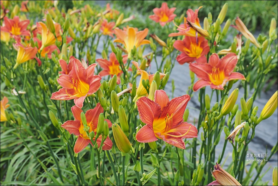 花蓮吉安 | 嘉德萱草花田 (4-6月) ，平地的彩色金針花