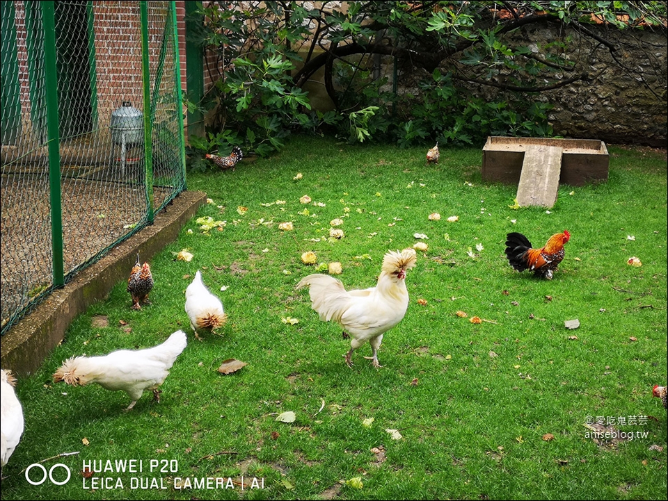 莫內花園(含交通)，走進莫內的畫作-睡蓮池裡面 (圖多)