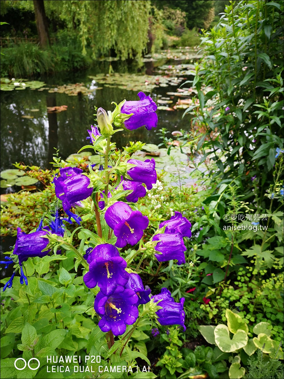 莫內花園(含交通)，走進莫內的畫作-睡蓮池裡面 (圖多)