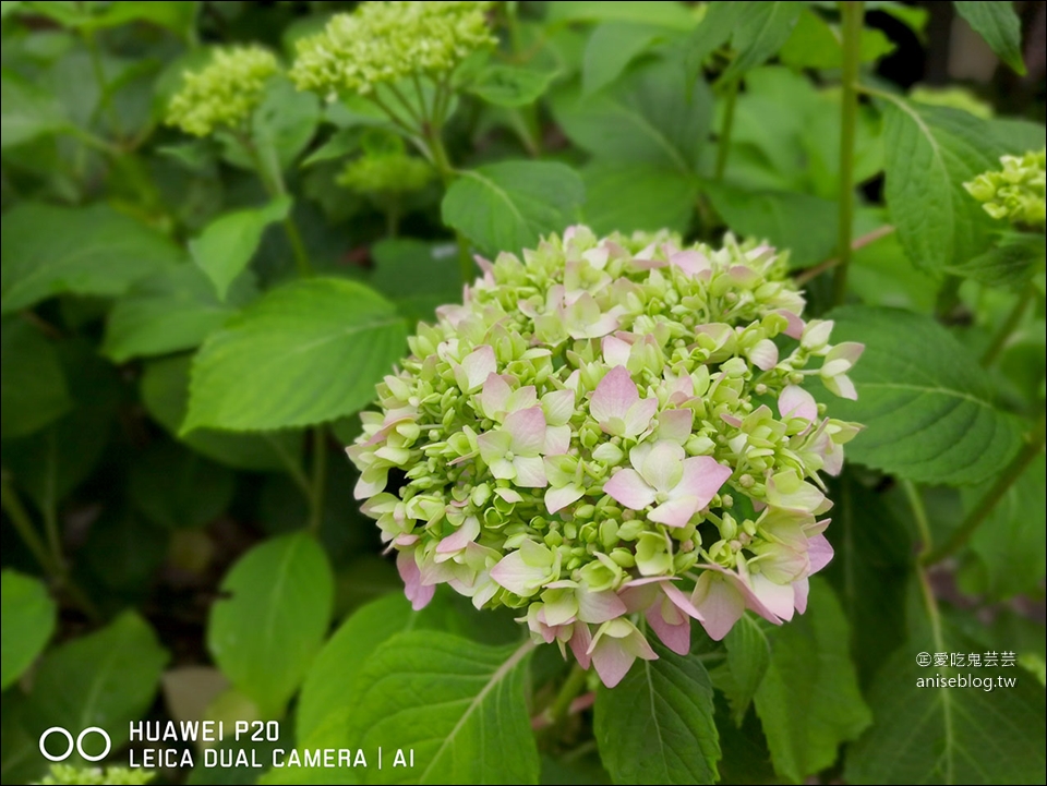 莫內花園(含交通)，走進莫內的畫作-睡蓮池裡面 (圖多)