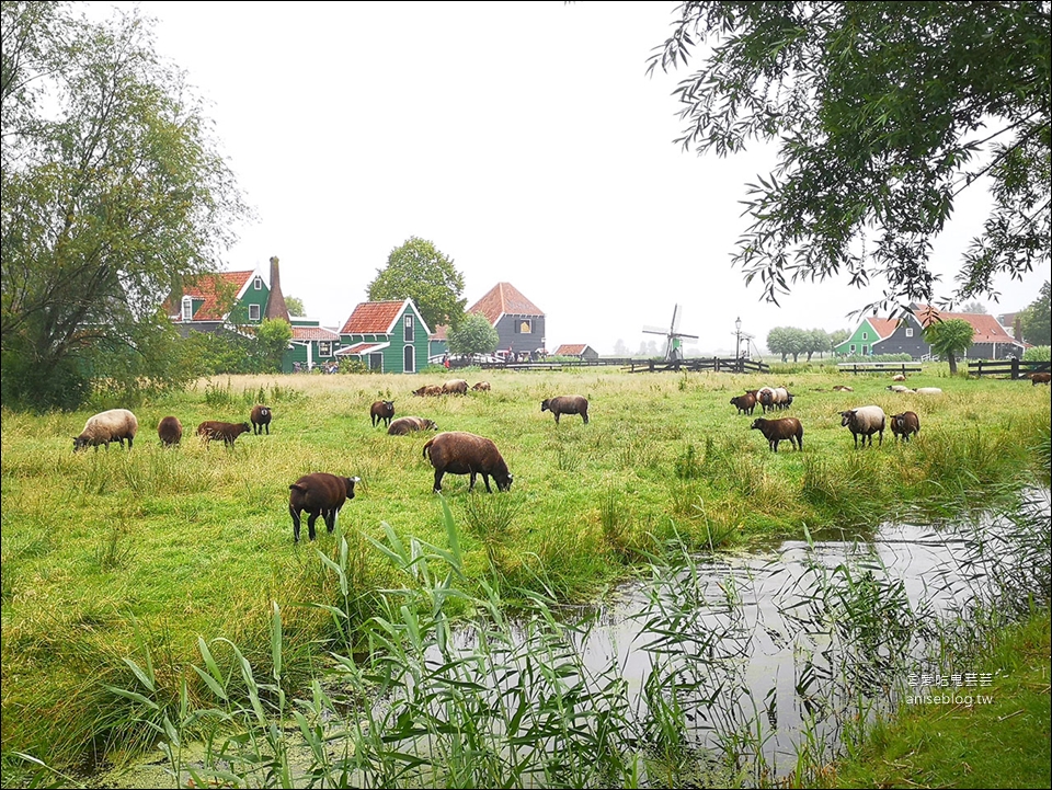 荷蘭風車村Zaanse(贊丹)，狂風暴雨不怕不怕，起司照吃、熱巧克力照喝