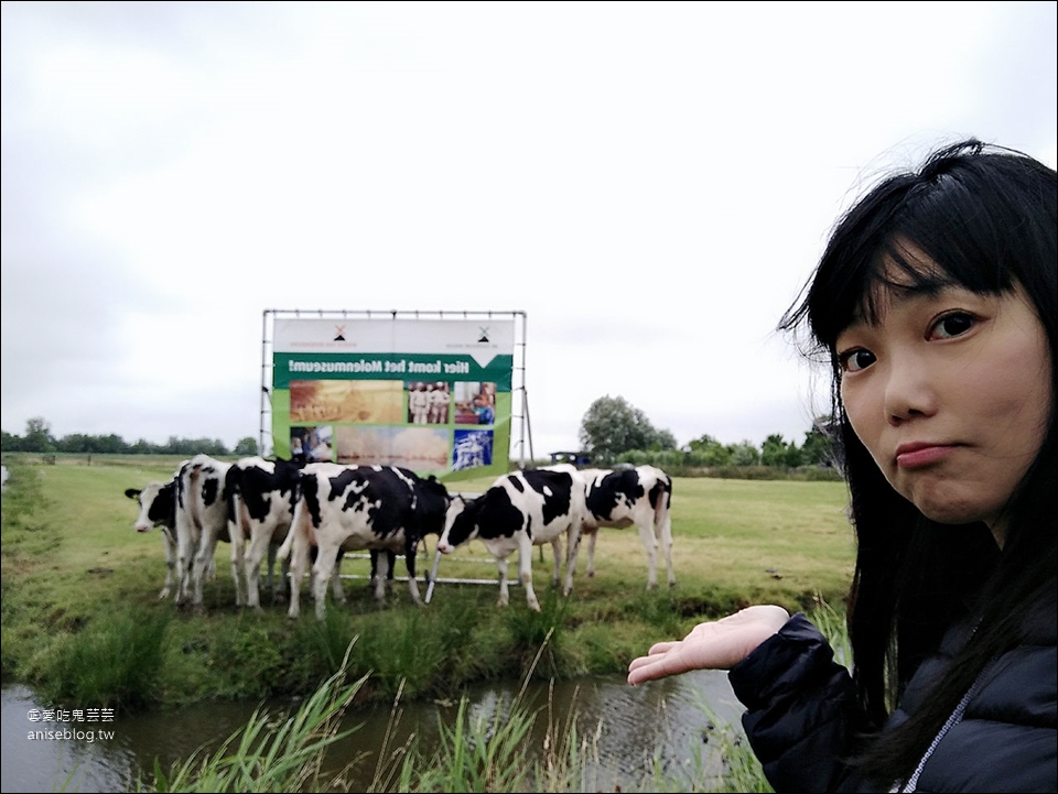 荷蘭風車村Zaanse(贊丹)，狂風暴雨不怕不怕，起司照吃、熱巧克力照喝