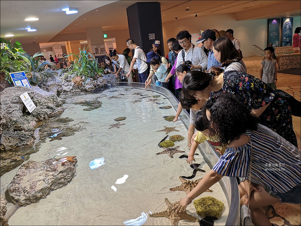 沖繩的美麗海水族館，超大鯨鯊池好療癒！