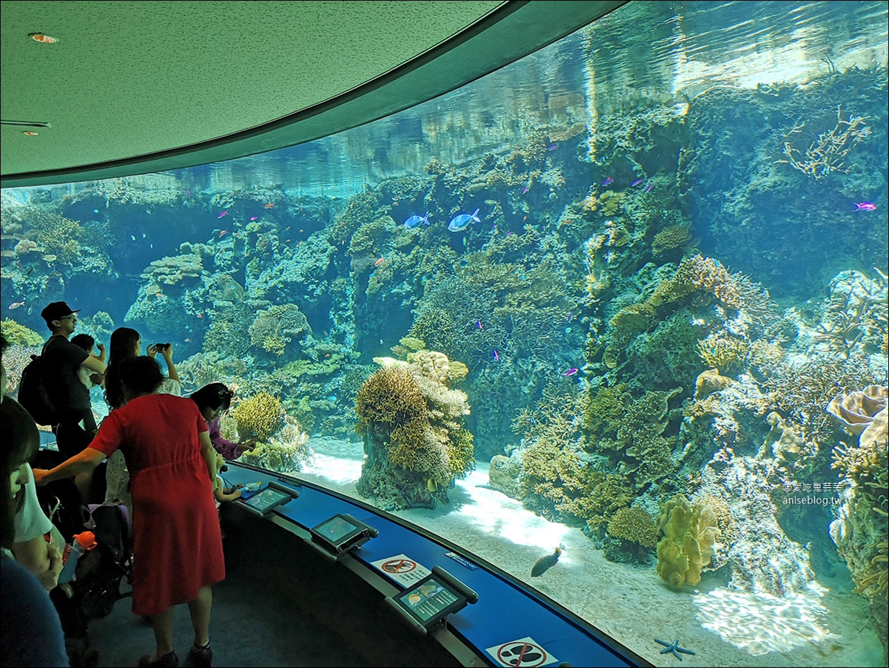 沖繩的美麗海水族館，超大鯨鯊池好療癒！