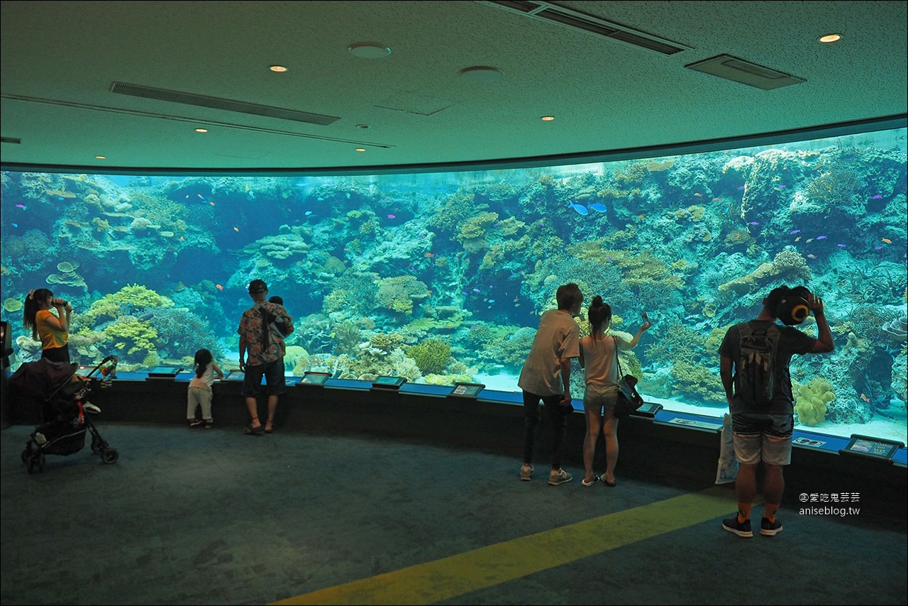 沖繩的美麗海水族館，超大鯨鯊池好療癒！