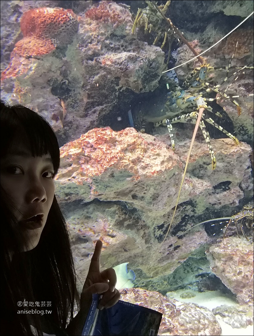 沖繩的美麗海水族館，超大鯨鯊池好療癒！