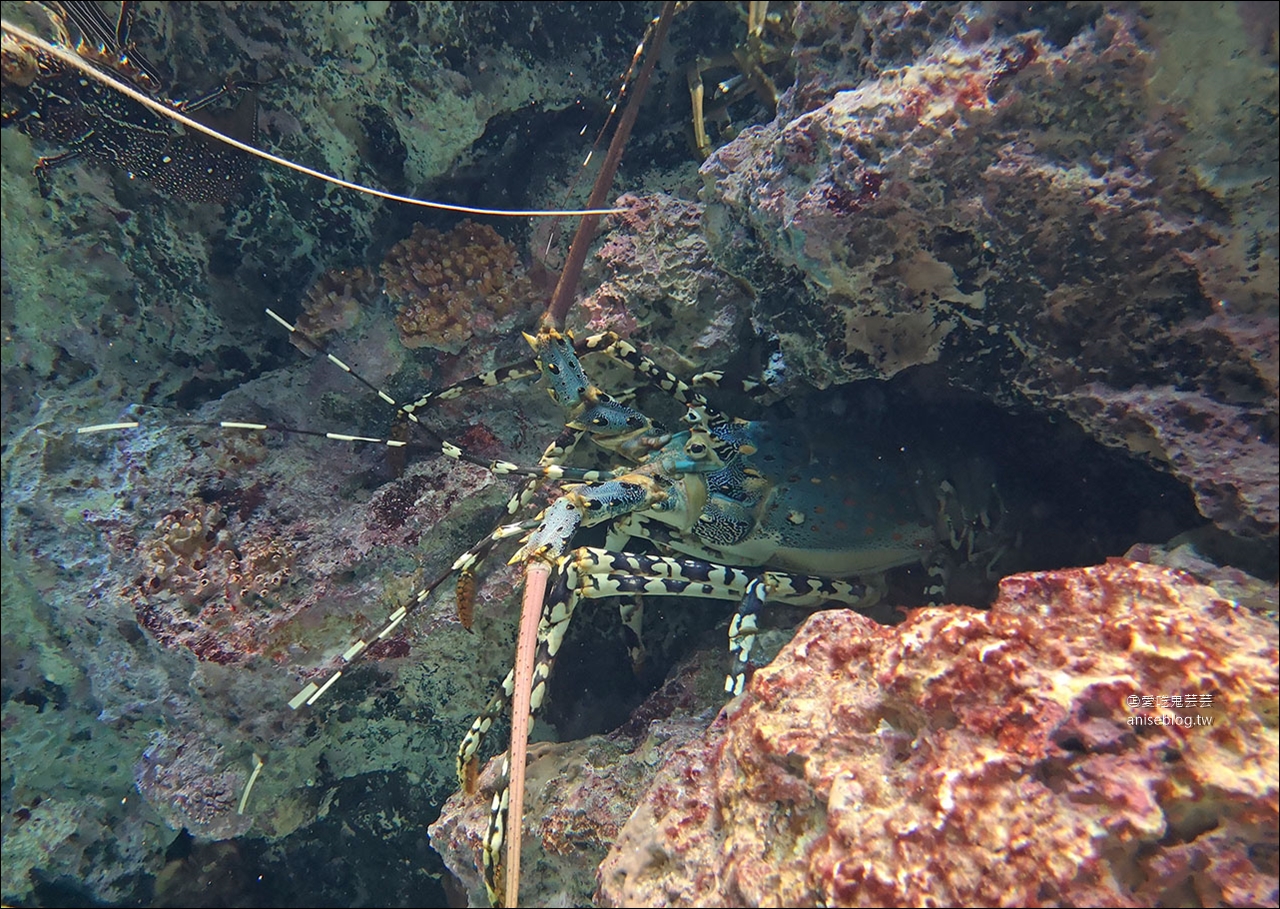 沖繩的美麗海水族館，超大鯨鯊池好療癒！