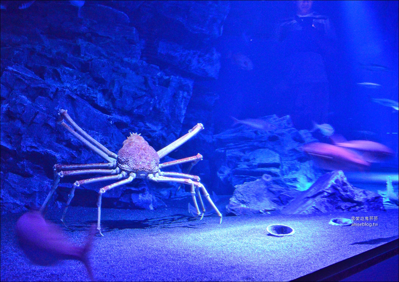 沖繩的美麗海水族館，超大鯨鯊池好療癒！