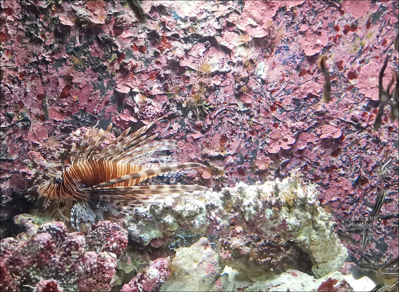 沖繩的美麗海水族館，超大鯨鯊池好療癒！