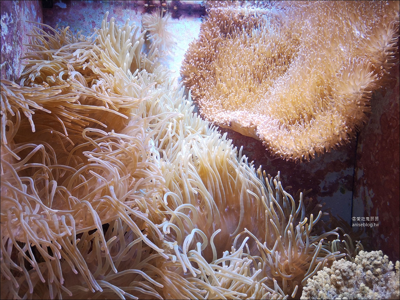 沖繩的美麗海水族館，超大鯨鯊池好療癒！