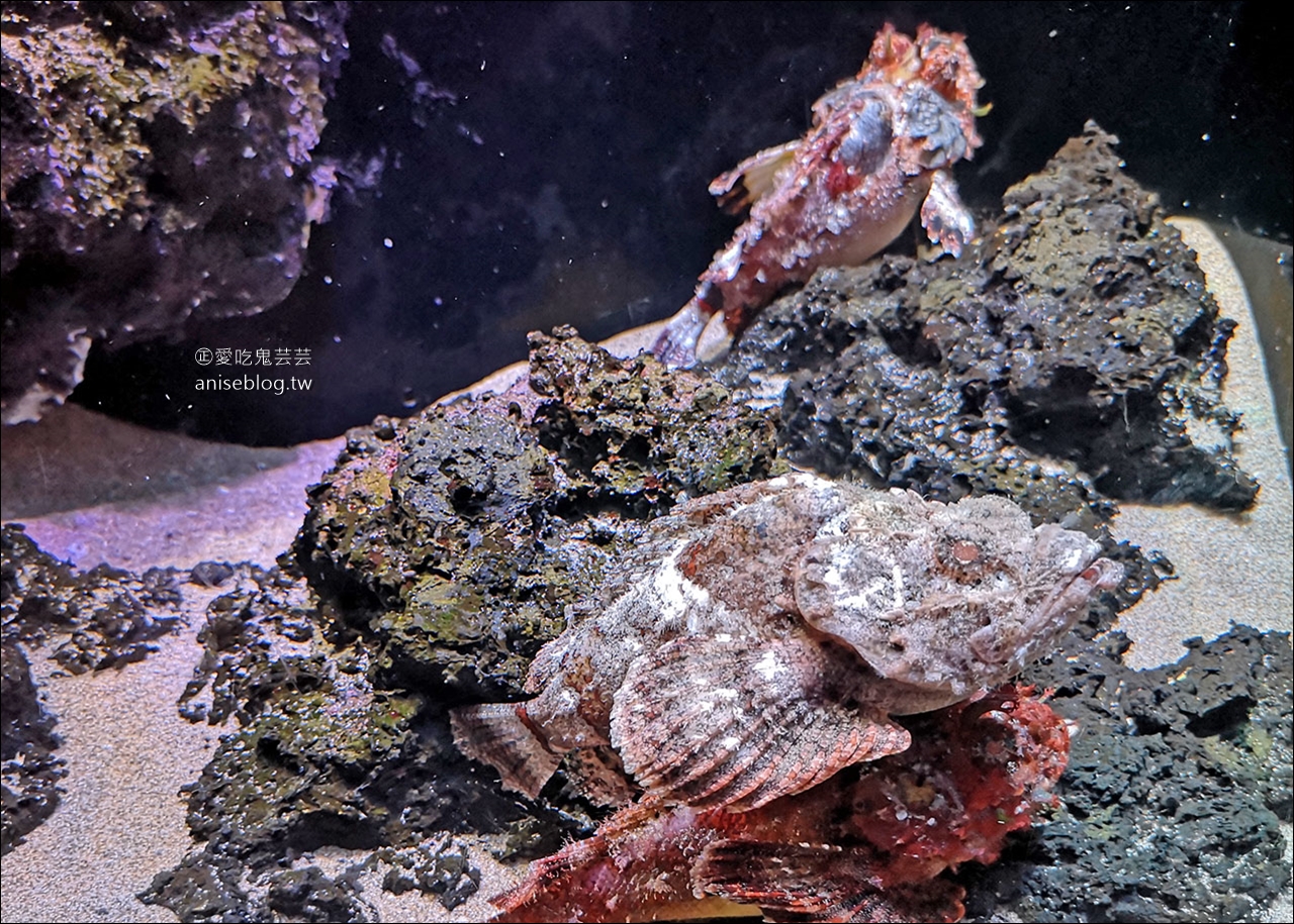 沖繩的美麗海水族館，超大鯨鯊池好療癒！