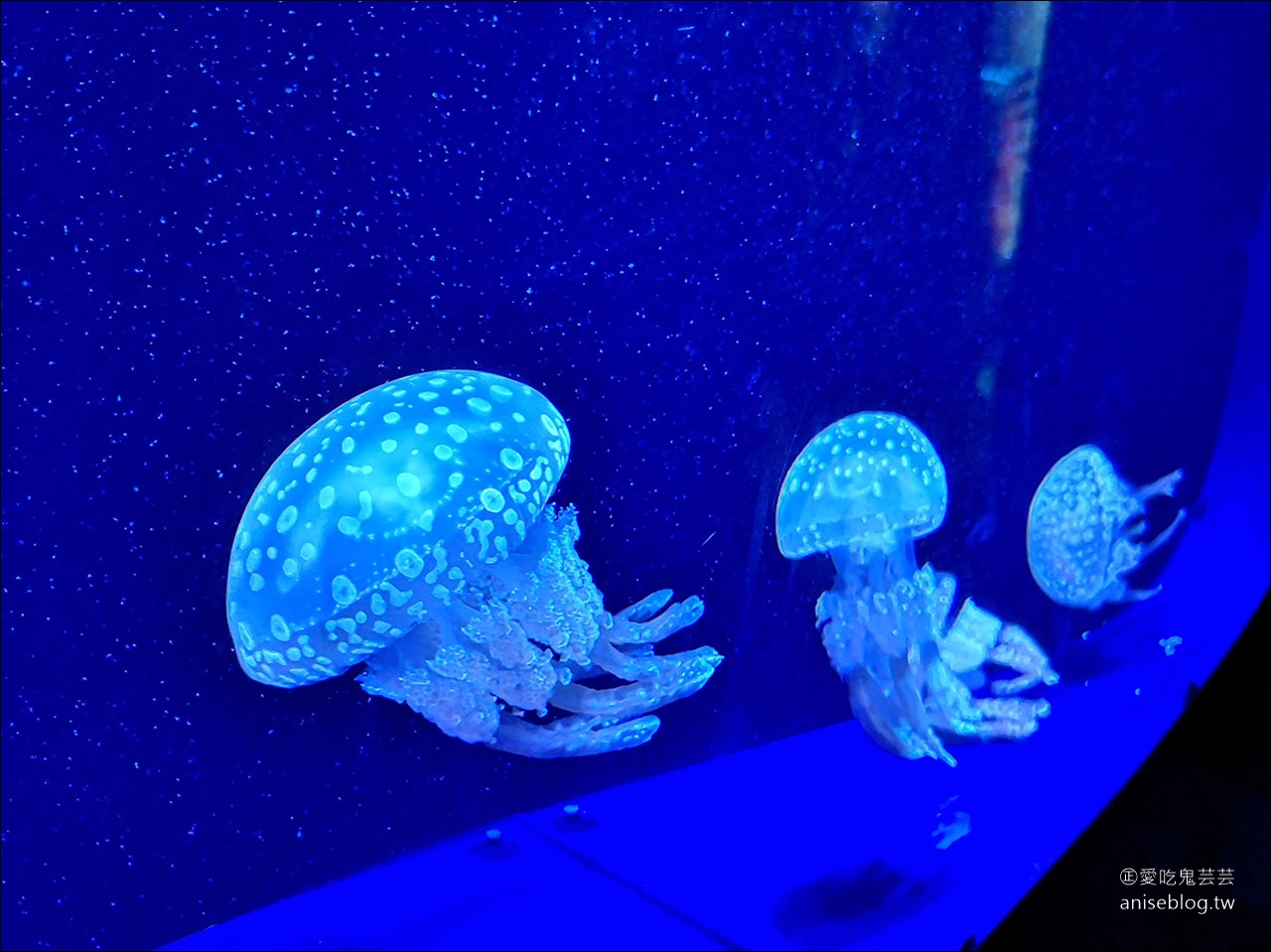 沖繩的美麗海水族館，超大鯨鯊池好療癒！