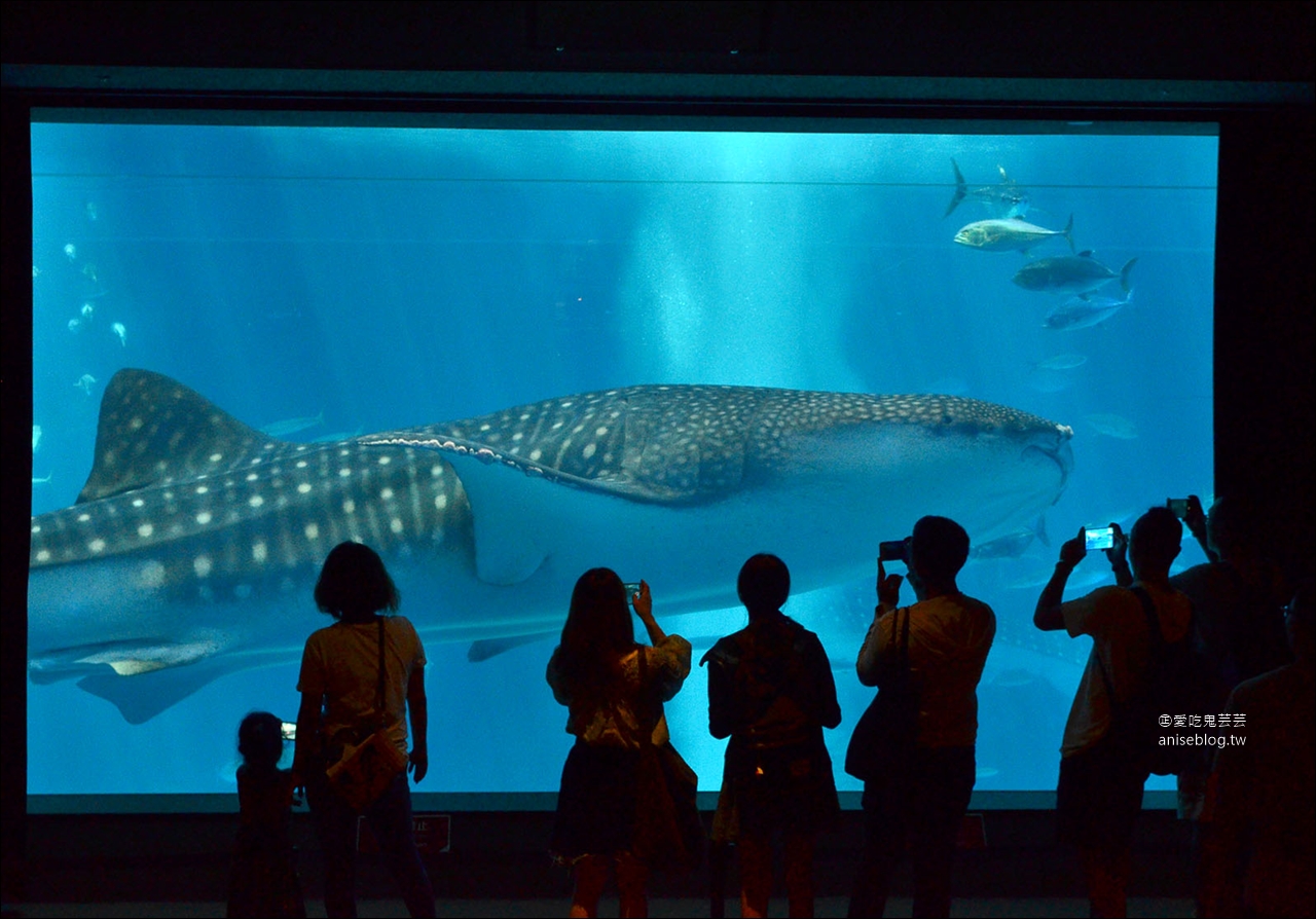 沖繩的美麗海水族館，超大鯨鯊池好療癒！