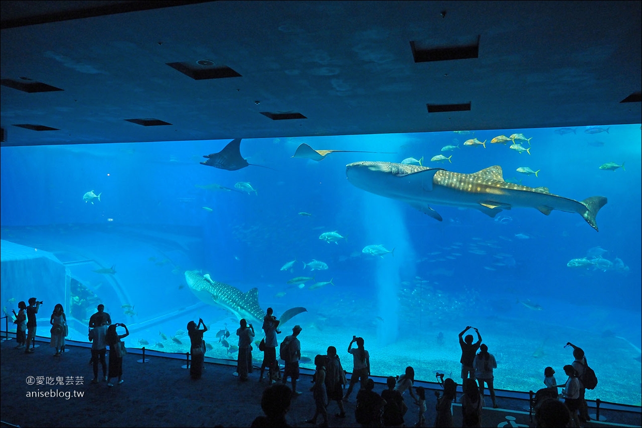 沖繩的美麗海水族館，超大鯨鯊池好療癒！